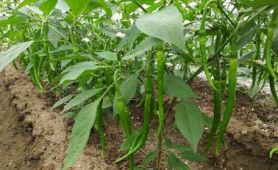 辣椒如何栽培才能高产的秘诀 怎样才能提高辣椒产量