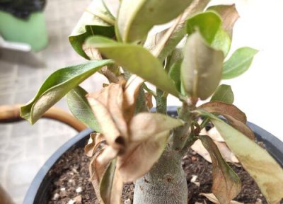 沙漠玫瑰叶子发黄怎么办 黄叶原因和处理方法