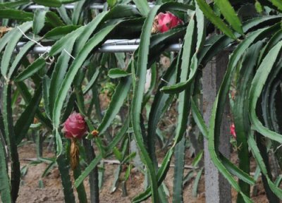 火龙果芽接技术要点 火龙果嫁接芽接法如何操作