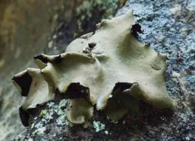 石耳的功效与作用 石耳的功效与作用及食用方法