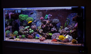 阳台鱼缸摆放位置风水讲究 阳台鱼缸摆放讲究