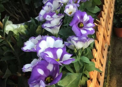 洋桔梗是否怕冻 洋桔梗冬天怎么养护