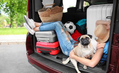 狗狗怎么运输到另一个城市 宠物托运五种途径的优缺点对比