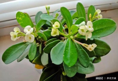 办公室适合摆放什么绿植 特好养的几种办公室观赏植物