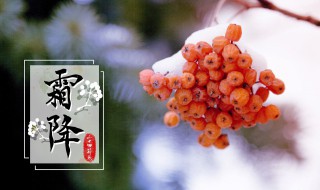 霜降是什么节 霜降一般指的是什么节气