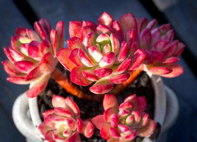 红稚莲徒长了怎么办 红稚莲徒长是什么样子