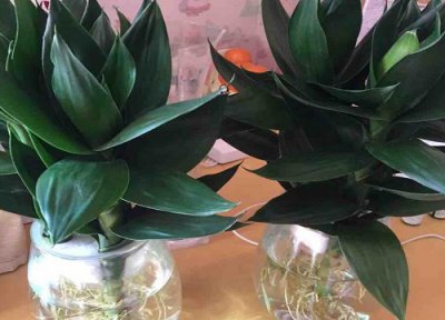 观音竹水培好养吗 观音竹水培怎么养才能更旺盛