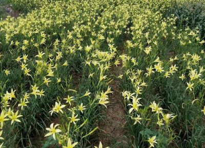 黄花菜种植中常见病害 黄花菜病虫害防治技术与方法措施