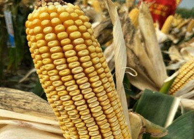 矮杆大棒998玉米种子简介 高产大棒玉米新品种