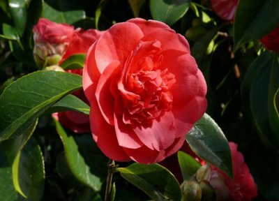 茶花夏天要施肥吗 夏季养护茶花施肥注意事项