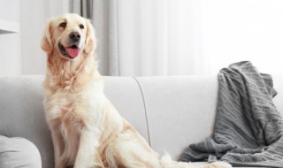 狗可以喝可乐吗 狗狗能不能喝可乐呢