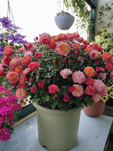 躲躲藏藏月季优缺点 躲躲藏藏适合养阳台的月季一树多色花