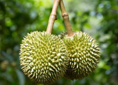 榴莲不能跟什么水果一起吃 什么水果不能和榴莲一起吃