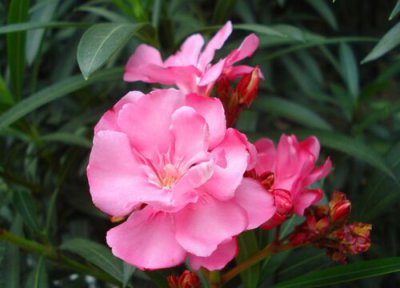 夹竹桃什么时候开花 花期有多长时间