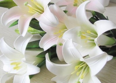 代表真挚的友谊的花 代表纯洁的友谊的花卉植物有哪些