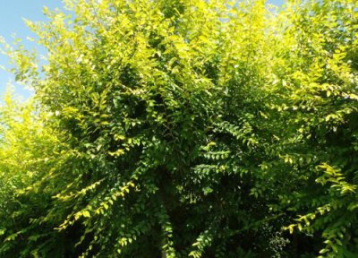 金叶榆种植中常见病害 金叶榆病虫害防治技术与方法措施