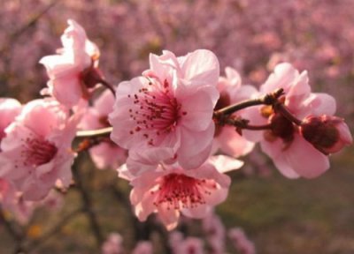 美人梅的寓意和象征意义 美人梅的花语是什么含义