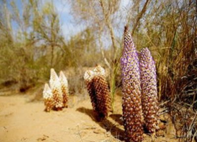 肉苁蓉直接吃 肉苁蓉能直接吃吗