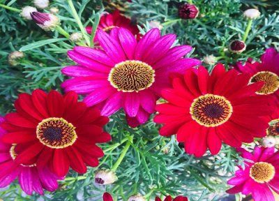 玛格丽特花是否怕冻 玛格丽特花冬天怎么养护