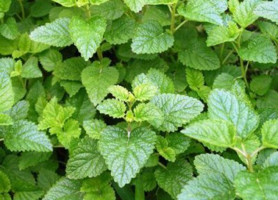薄荷产地与产量 薄荷什么时候收割最好