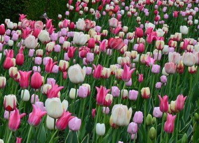 郁金香的花期是几月份到几月份 开花季节在什么时候