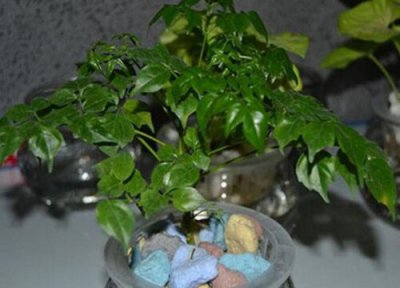 怎么才能防止幸福树黄叶 幸福树叶子发黄怎么补救