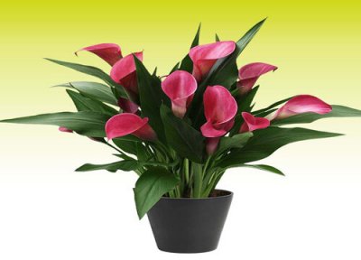 马蹄莲休眠时间 马蹄莲什么时候休眠