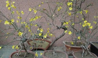冬天盆栽迎春怎么浇水 冬天盆栽迎春如何浇水