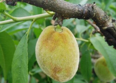 黄桃种植中常见病害 黄桃病虫害防治技术与方法措施