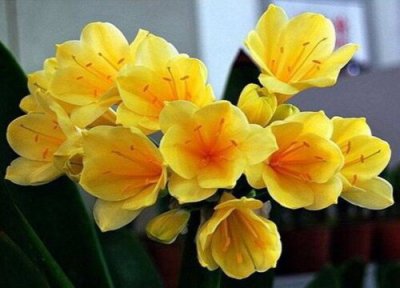 君子兰开花需要满足哪些条件 君子兰要开花的时候需要注意什么