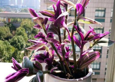 油画吊兰夏季怎么养 油画吊兰夏天怎么养护生长旺盛