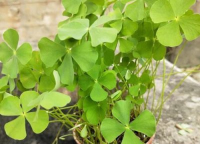 四叶草象征着什么意义 代表什么寓意