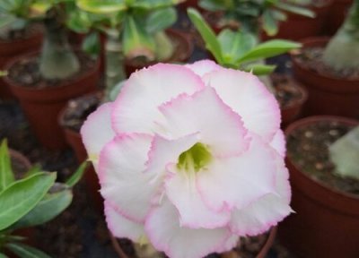 沙漠玫瑰几度不能放外面养了 8月养沙漠玫瑰一定要避开的养护误区