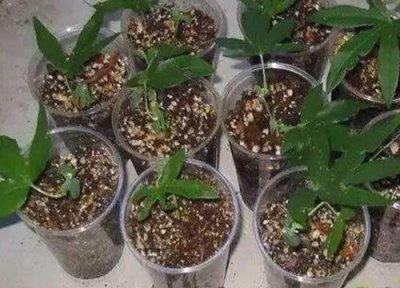 红枫扦插生根时间 红枫扦插多久生根