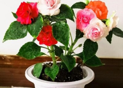 玻璃翠适合大盆还是小盆 翠芦莉适合高盆还是矮盆