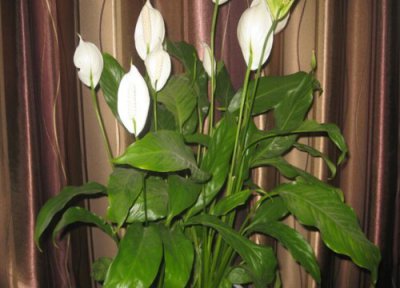 白掌有毒吗 白掌盆栽放室内的卧室对身体有害吗