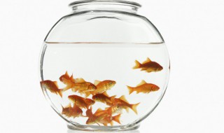 龙鱼换缸注意什么 龙鱼换缸需要注意什么