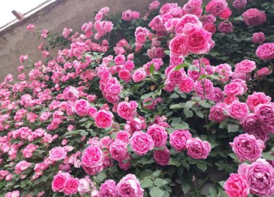 爬藤月季什么品种好 四季开花、抗病性好、耐热月季