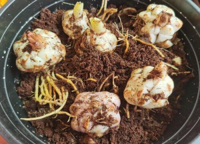 种子催芽的常见方法 种子催芽的五种方法及全过程