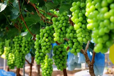 阳光玫瑰葡萄产地 阳光玫瑰葡萄是哪里产的