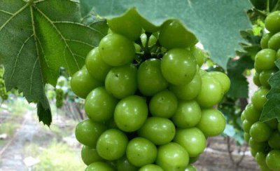 葡萄缺钙的症状和治疗方法 葡萄缺钙是什么原因造成的