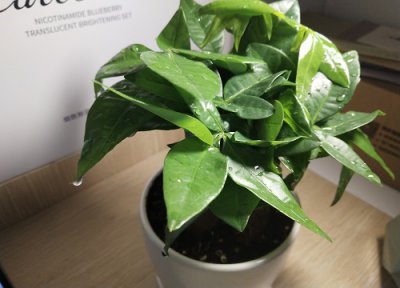 家里养发财树 发财树好养吗