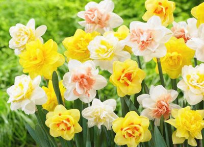 洋水仙种球保存 洋水仙种球怎么保存