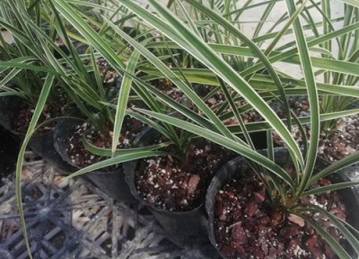 春季兰花的养护 春季养兰花有哪些护芽措施