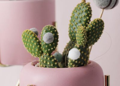 怎么养护仙人掌 仙人掌正确养护方法