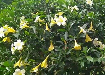 非洲茉莉的养殖方法和注意事 分享非洲茉莉的种植方法和养殖技巧