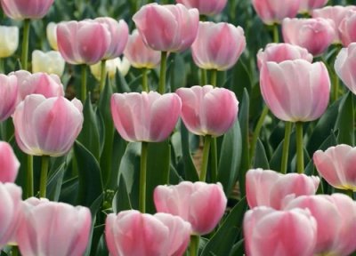 郁金香3月种植可以吗 三四月份还能水培郁金香吗