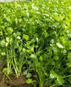 五月份种什么菜蔬菜最合适 5月种植的4种绿叶蔬菜