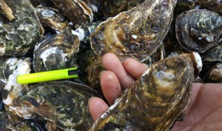新鲜海蛎能不能带飞机上 新鲜海蛎是否能带飞机上