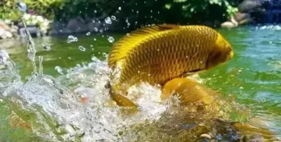 坐北朝南的院子鱼池建在哪好 鱼池建在哪个方位位置好